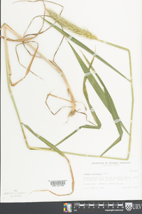 Elymus villosus image