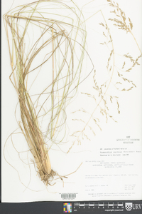 Eragrostis curvula image