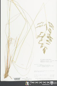 Eragrostis curvula image