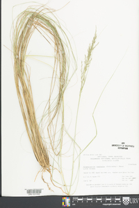 Eragrostis curvula image