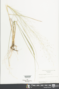 Eragrostis hirsuta image