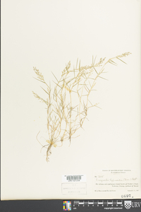 Eragrostis hypnoides image