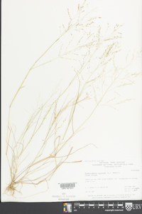 Eragrostis pilosa image