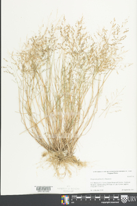 Eragrostis pilosa image