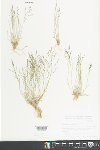 Eragrostis pilosa image