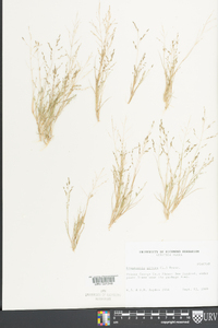 Eragrostis pilosa image