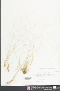 Eragrostis pilosa image