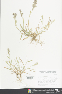 Eragrostis minor image