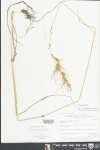 Lolium arundinaceum image