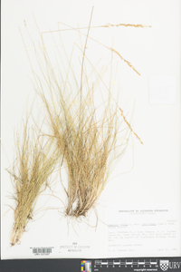 Festuca ovina image