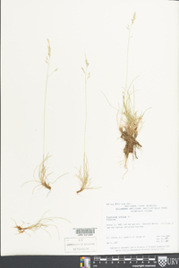 Festuca ovina image