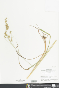 Festuca paradoxa image