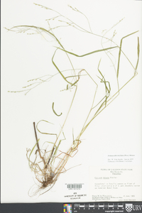 Festuca subverticillata image