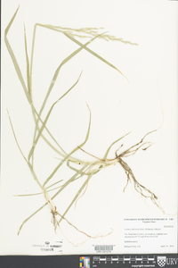 Festuca subverticillata image