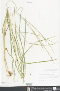 Glyceria melicaria image