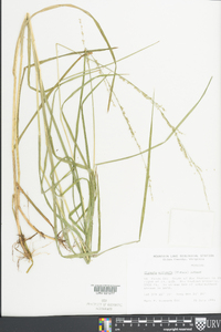 Glyceria melicaria image