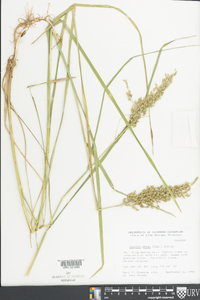 Glyceria obtusa image