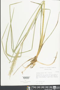 Glyceria obtusa image