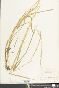 Glyceria septentrionalis image