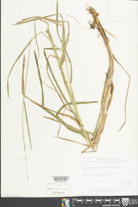 Glyceria septentrionalis image