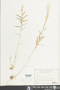 Gymnopogon brevifolius image
