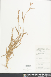 Hackelochloa granularis image