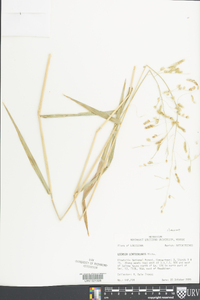 Leersia lenticularis image