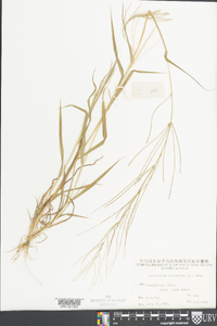 Dinebra chinensis image