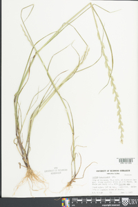 Lolium perenne subsp. multiflorum image