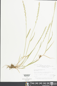 Lolium perenne subsp. multiflorum image