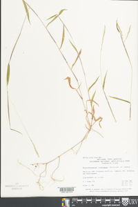 Microstegium vimineum image