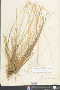 Muhlenbergia capillaris var. capillaris image