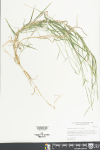 Muhlenbergia schreberi image