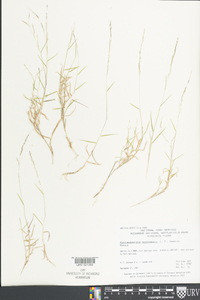 Muhlenbergia schreberi image