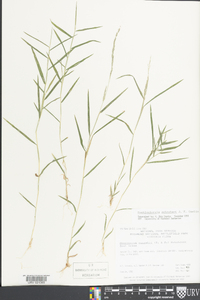 Muhlenbergia schreberi image