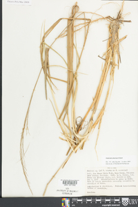 Panicum amarum image