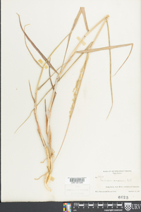 Panicum amarum image