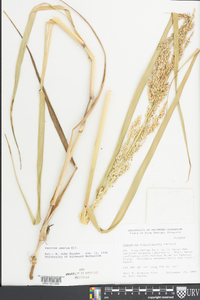 Panicum amarum image