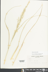 Panicum amarum image