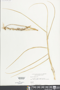 Panicum amarum image