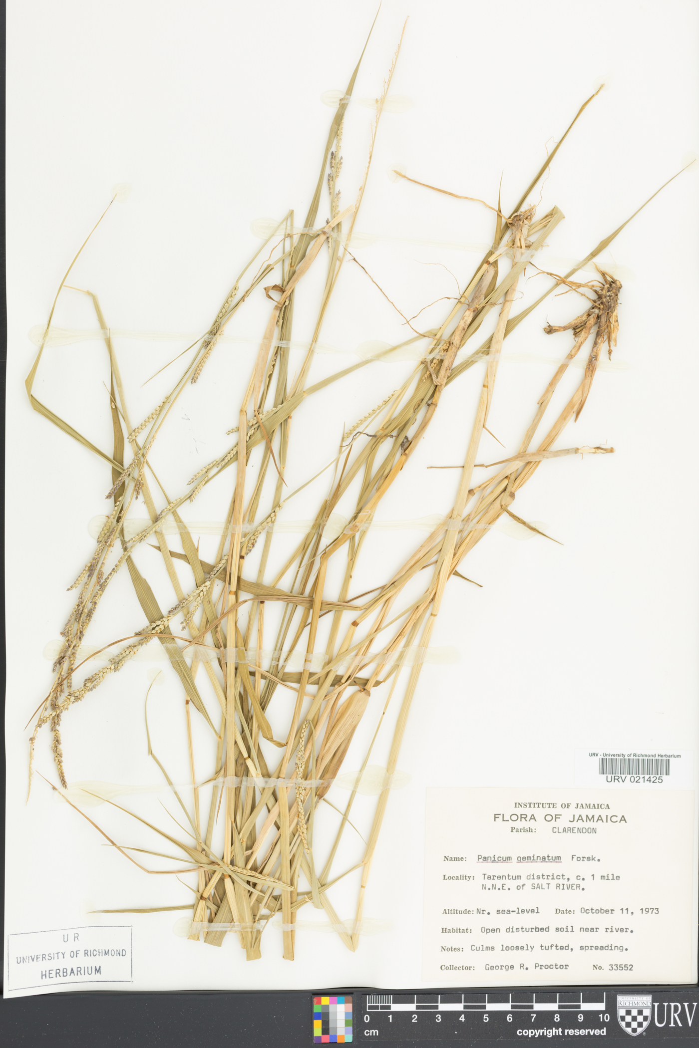 Panicum geminatum image