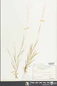 Panicum philadelphicum image