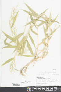 Panicum ramosum image