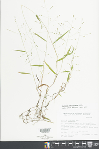 Kellochloa verrucosa image