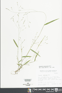 Kellochloa verrucosa image
