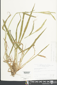 Paspalum dilatatum image