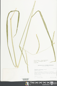 Paspalum dilatatum image