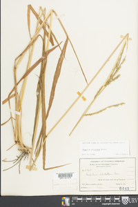 Paspalum dilatatum image