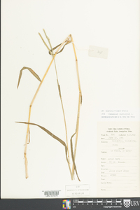 Paspalum distichum image