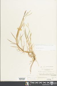 Paspalum distichum image